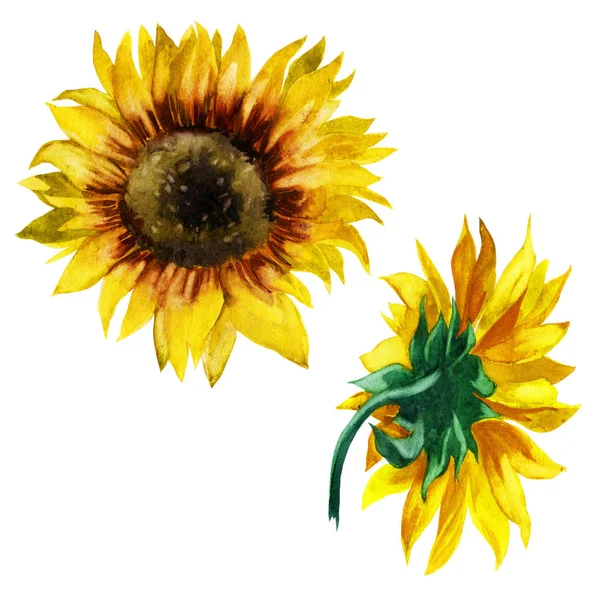 Sulu boya resim. Ayçiçeği. Önden ve arkadan görünüm