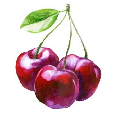 Sulu boya resim. Bir yaprağı dal üç kiraz çilek