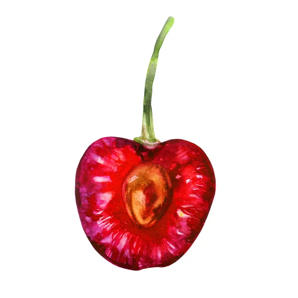 Akwarela Ilustracja Cherry Berry Gałęzi Wiśnia Cięcia Wiśnia Kości — Zdjęcie stockowe