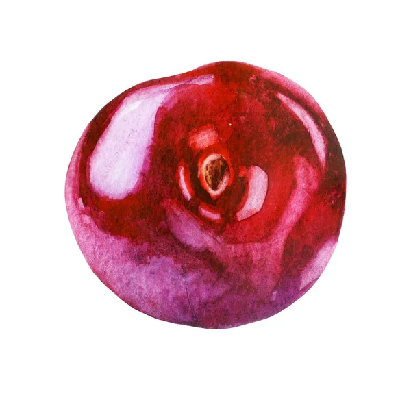 Aquarel Illustratie Cherry Berry — Stockfoto