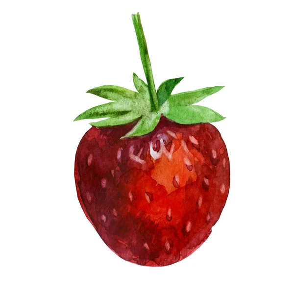 Ilustrație Acuarelă Căpșuni Mici — Fotografie, imagine de stoc