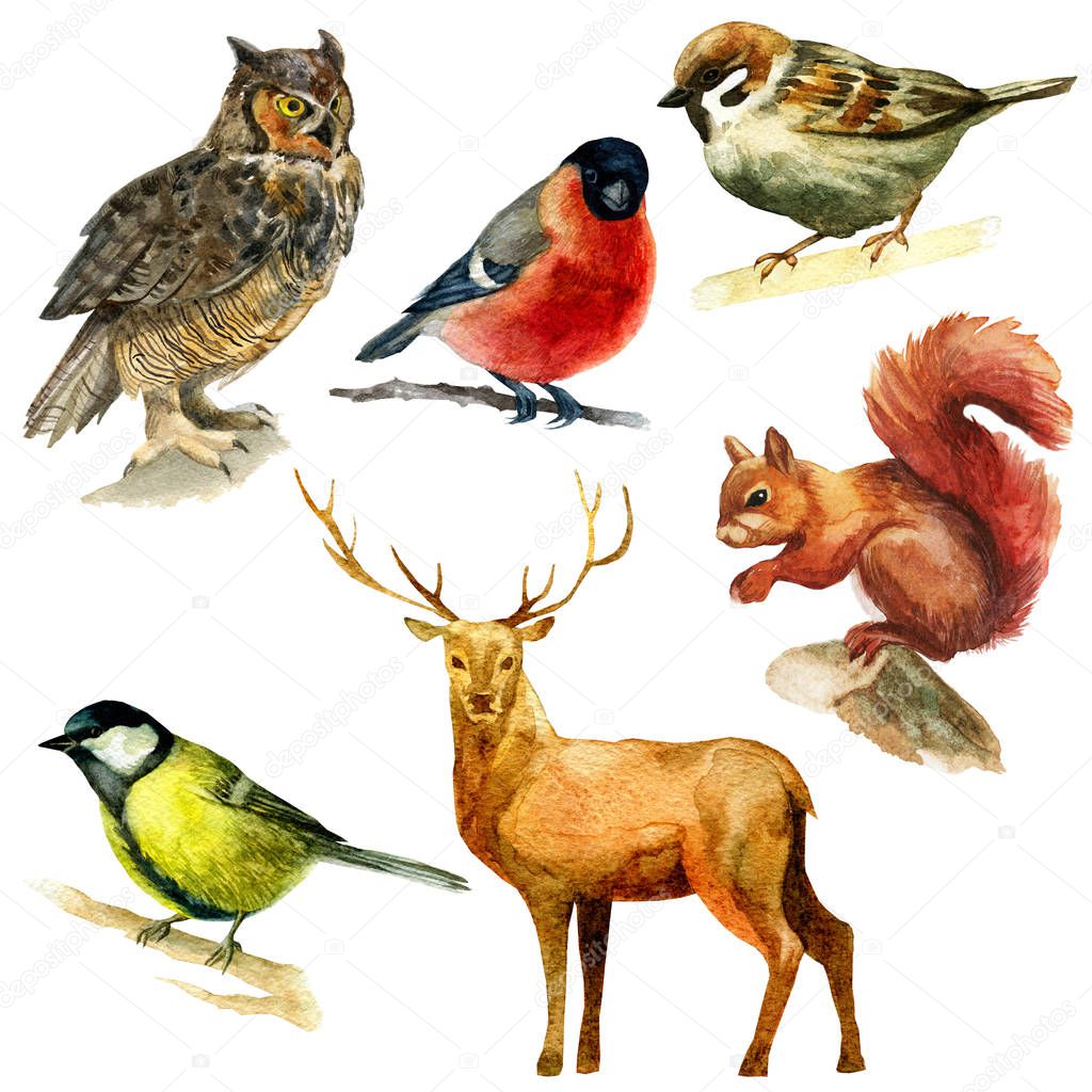 Watercolor illustration, set. Forest animals, sparrow, bullfinch bluebird owl squirrel deer