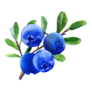 Sulu boya resim. Yaban mersini yaprakları ile dal.