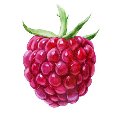 Sulu boya resim. Ahududu berry yan.