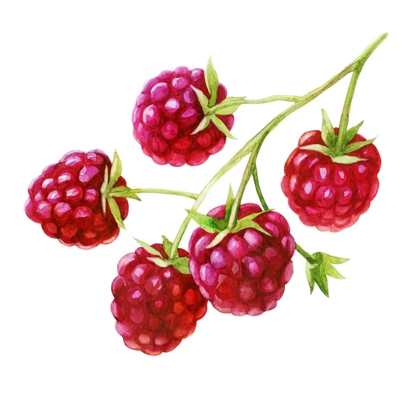 Aquarell Illustration Himbeeren Auf Einem Zweig — Stockfoto