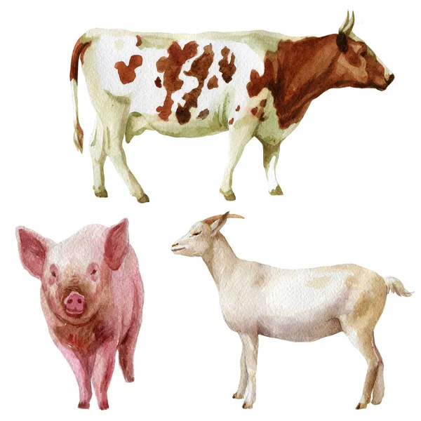 Watercolor illustration, set. Farm animals, cow, pig, goat — Stock Photo, Image