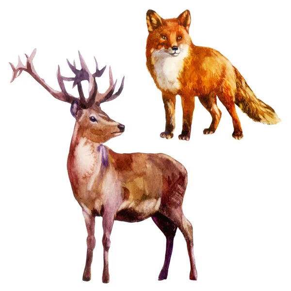 Aquarel illustratie, instellen. Bos dieren. Herten en vossen. — Stockfoto