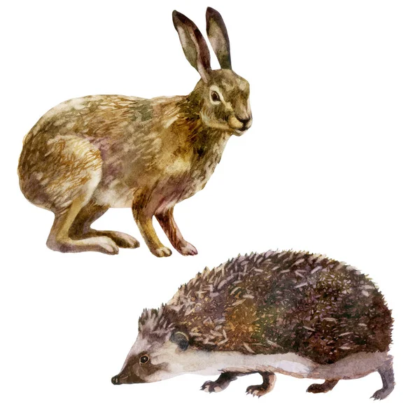 Ilustración en acuarela, set. Animal del bosque. La liebre y el erizo . — Foto de Stock