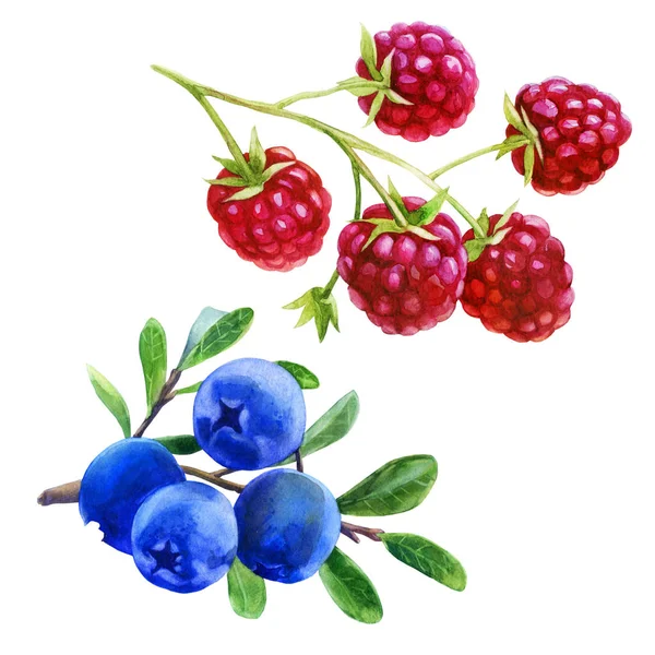 Aquarell-Illustration, Set. Himbeeren auf einem Zweig, Blaubeeren auf einem Zweig. — Stockfoto