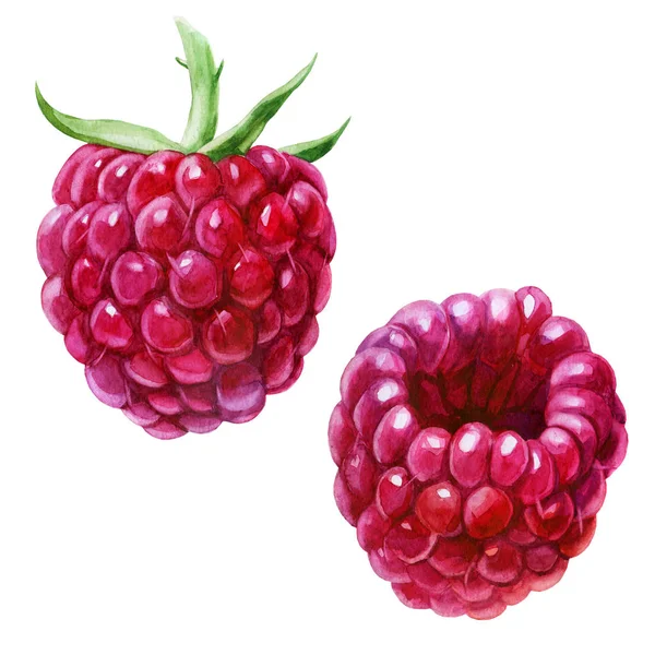 Watercolor illustration, set. Raspberries on the side, from different angles. — Stock Photo, Image