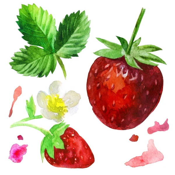 ●水彩イラスト、セット。イチゴ、花の小枝にイチゴ. — ストック写真