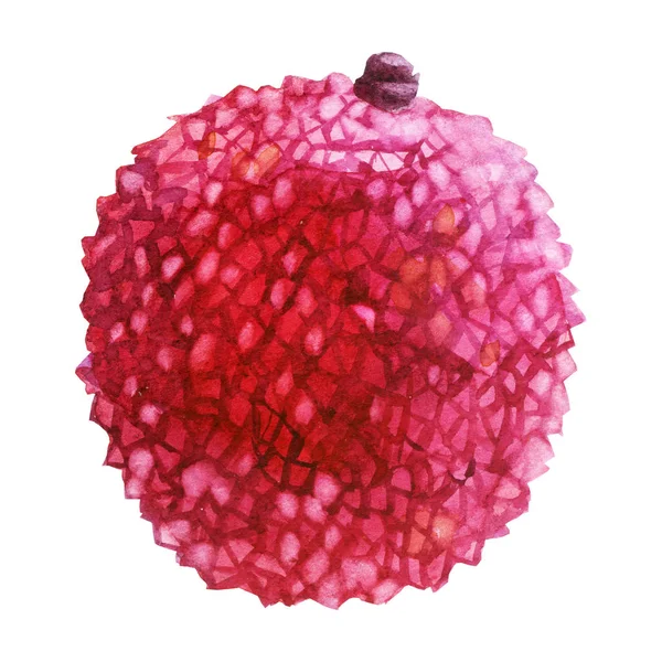 Ilustração aquarela. Lychee. Fruta de litchi . — Fotografia de Stock