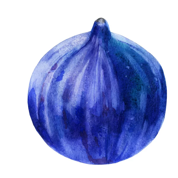 Illustrazione ad acquerello. Fig. Frutti di fico . — Foto Stock