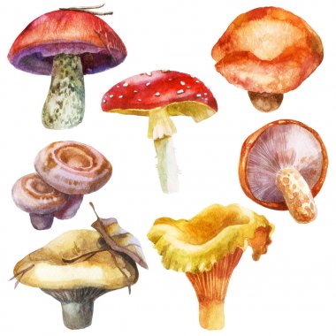 Watercolor illustration, image of mushrooms, set. Yellow milk mushrooms, orange-cap boletus, milk mushrooms, chanterelle, amanita clipart