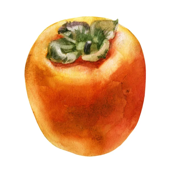 Suluboya Illustration. Persimmon. Persimmon meyve. — Stok fotoğraf