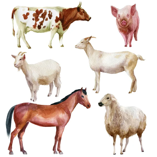 Ilustração aquarela, conjunto. Animais de quinta, cavalo, porco, cabras, ovelhas, vaca — Fotografia de Stock