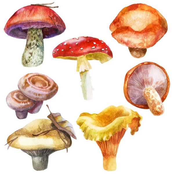 Акварельная иллюстрация, изображение грибов, набор. Желтые молочные грибы, оранжевые колпаки, молочные грибы, лисички, аманита — стоковое фото