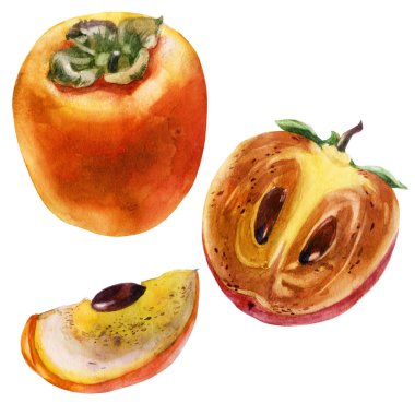 Suluboya Illustration. Persimmon. Persimmon meyve, yarım Persimmon, Persimmon parçası kesti.