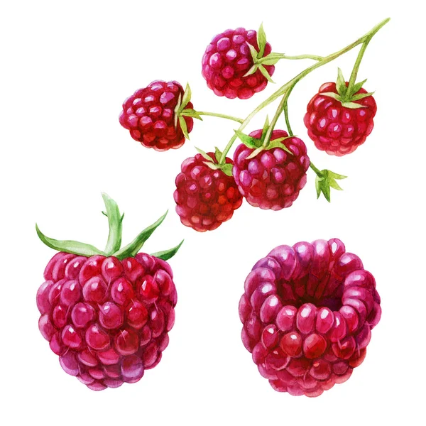 Aquarell Illustration Set Himbeeren Auf Der Seite Aus Verschiedenen Blickwinkeln — Stockfoto