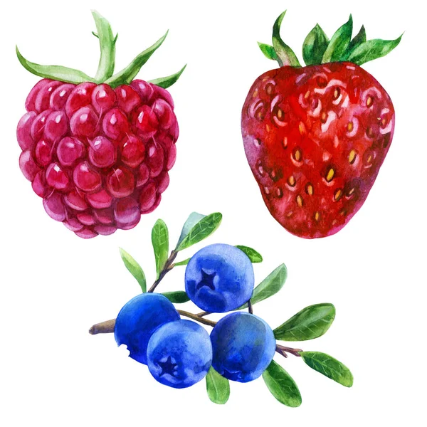 Ilustrație Acuarelă Set Zmeură Căpșuni Afine Ramură — Fotografie, imagine de stoc
