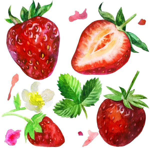 Ilustrație Acuarelă Set Căpșuni Căpșuni Ramură Floare Căpșuni Feliate Frunze — Fotografie, imagine de stoc