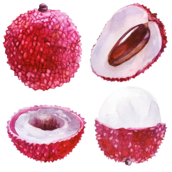 Suluboya illüstrasyon, set. Lychee. Lychee meyve, yarı lychee, kısmen lychee kesilmiş.