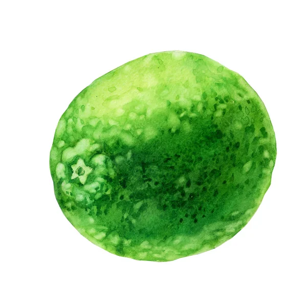 Suluboya Illüstrasyon Kireç Görüntüsü Kireç Meyvesi — Stok fotoğraf
