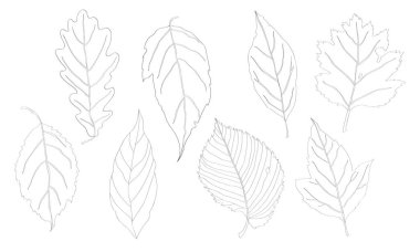 Vektör illüstrasyon, ayarlayın. Yapraklar siyah çizgi, meşe yaprağı, akçaağaç yaprağı.