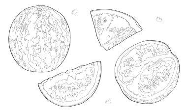 Vektör illüstrasyon, ayarlayın. Karpuz, yarım karpuz, bir parça karpuz. Siyah çizgi.