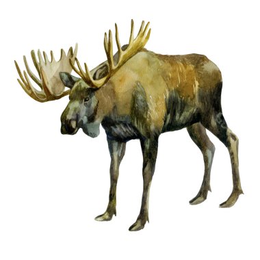 Suluboya illüstrasyon. Elk. Yan tarafta bir geyik görüntüsü.