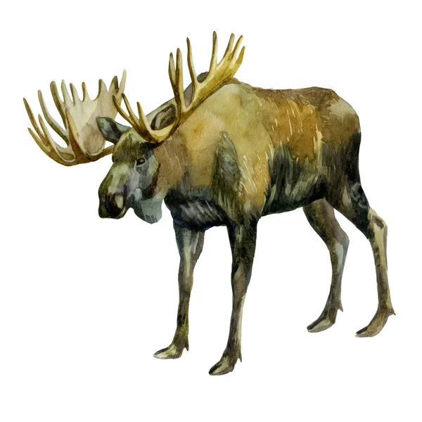 Suluboya illüstrasyon. Elk. Yan tarafta bir geyik görüntüsü.