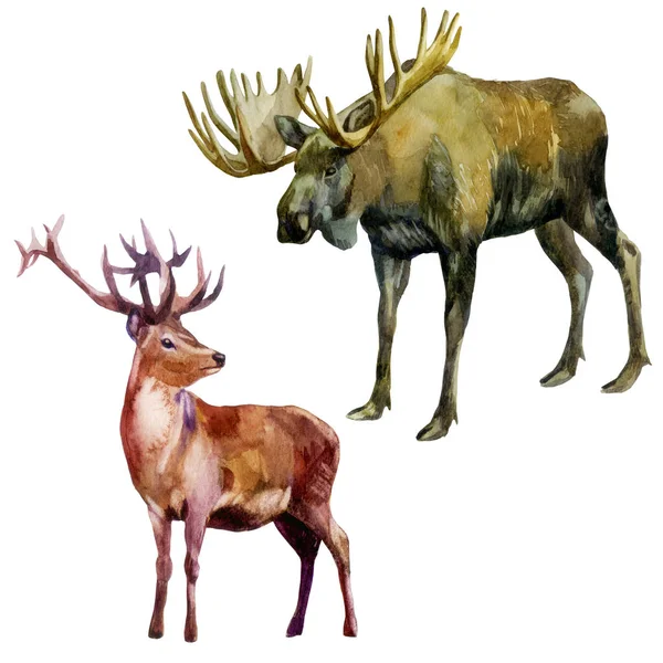 Ilustração aquarela, conjunto. Animais da floresta. Alce e veado . — Fotografia de Stock