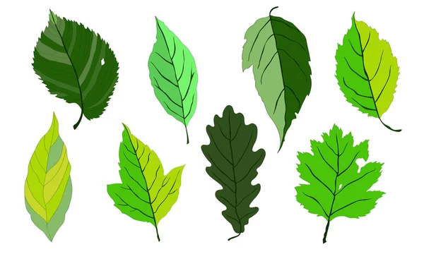 Ilustracja wektora, zestaw. Zielone liście, liść dębu, liść klonu. — Wektor stockowy