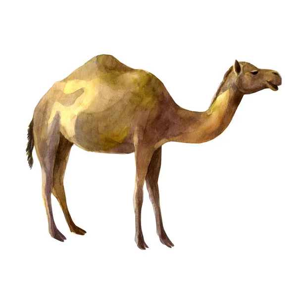 Illustrazione Acquerello Cammello Disegno Isolato Mano Libera Animale Del Deserto — Foto Stock