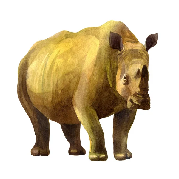 Rinoceronte Ilustração Aquarela Desenho Mão Livre Isolado Rinoceronte Sobre Fundo — Fotografia de Stock