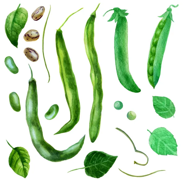 stock image Watercolor illustration, set. Bean pods peas, beans, leaves and bean branches.