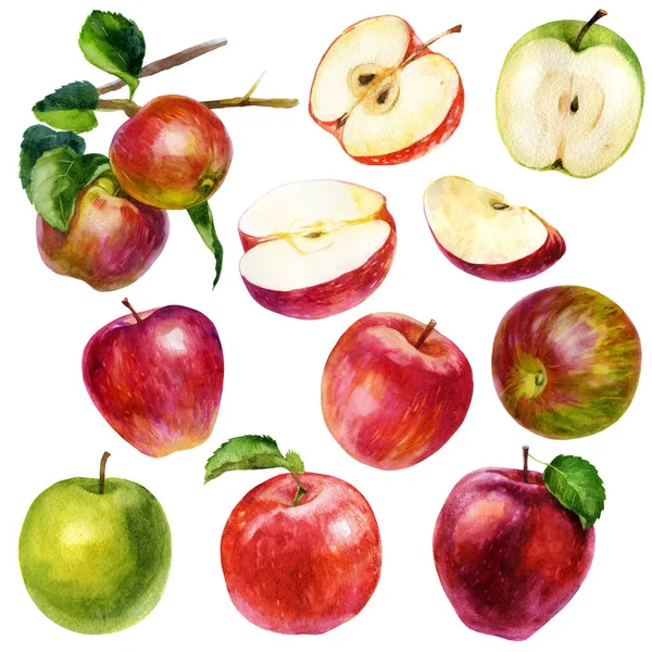 Suluboya Çizimi Set Suluboya Kırmızı Elma Yeşil Elma Yapraklı Elma — Stok fotoğraf