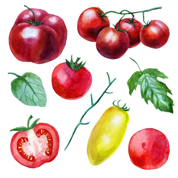 Ensemble Illustration Aquarelle Tomate Aquarelle Dessinée Main Sur Fond Blanc — Photo