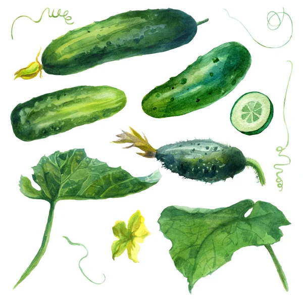 Watercolor Illustration Cucumbers Set Hand Drawn Watercolor Painting White Background — Stock Photo, Image