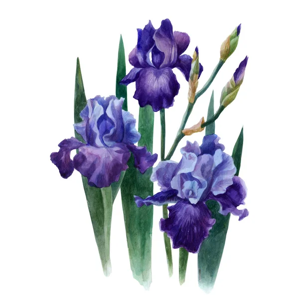 Illustration Aquarelle Iris Fleurs Iris Violets Aquarelle Sur Fond Blanc — Photo