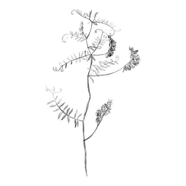 Illustration Croquis Crayon Dessin Des Feuilles Des Branches Des Plantes — Photo