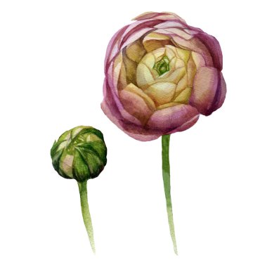 Suluboya çizimi. Ranunculus çiçeği pembe..