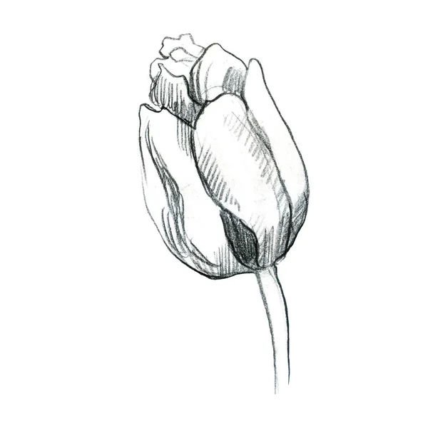Illustrierte Bleistiftzeichnung Tulpenblüte Freihändige Zeichnung Einer Blume — Stockfoto