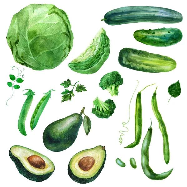 Suluboya Çizimi Set Sebzeler Lahana Brokoli Avokado Fasulyesi Salatalık Beyaz — Stok fotoğraf