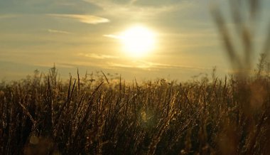 Günbatımında dikenlerin altın tarlası. Doğayla baş başa kalmak ve onun sevgisini hissetmek ne kadar güzel..