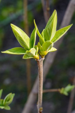 Bir genç yeşil ağaç dalı koyu arka plan üzerinde fotoğrafı