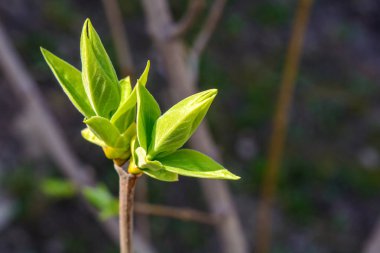 Bir genç yeşil ağaç dalı koyu arka plan üzerinde fotoğrafı