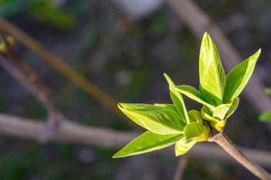 Bir genç yeşil ağaç dalı koyu arka plan üzerinde fotoğrafı