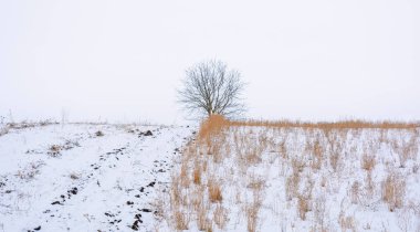 Kışın kar ile kaplı alan yapraklarda olmadan bir ağaç fotoğrafı