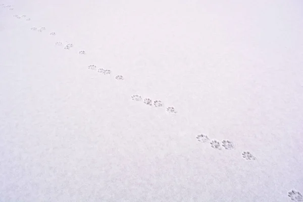Kışın Kardaki Birçok Hayvan Izinin Fotoğrafı — Stok fotoğraf